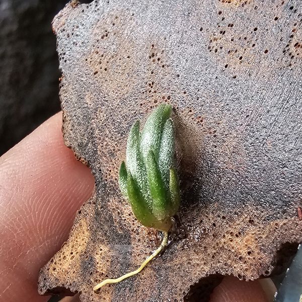 銀冰×歐洲xip/Tillandsia chiletensis × xiphioides(Europe) 