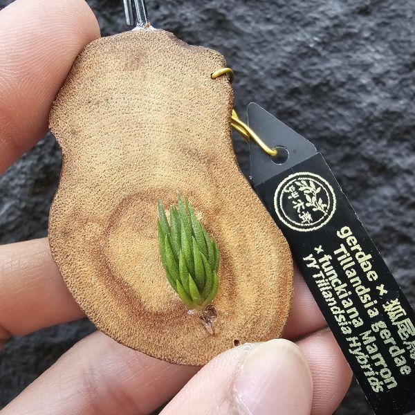 gerdae紫花 × 狐尾馬龍/Tillandsia gerdae × funckiana Marron~紫花原生種交馬龍型狐尾，實生型態特別~ 