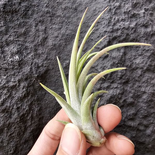 卡比他他×德魯伊/Tillandsia capitata × ionantha Druid 