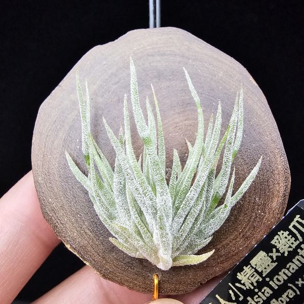 New~小矮人精靈×雞爪(精靈爪?)/Tillandsia ionantha Enano(Tropiflora) × glabrior~熱帶'小矮人精靈'與銀葉質感的'雞爪'交種，有點奇葩XD~叢生滿美、毛毛的~ 
