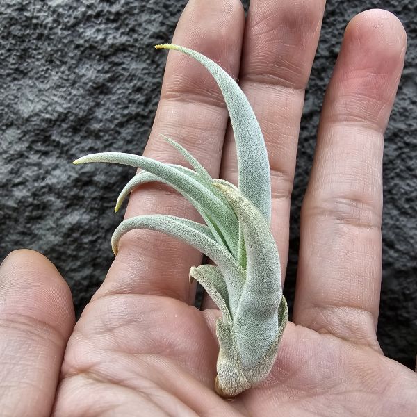 德K白天鵝X？(圖四、五母株參考)/Tillandsia barfussii X？(KK)德國農場相當高價的大型白天鵝！母株購買時近3W，具描述可能是與雪鵝SP.的交種，與常見的白天鵝相較看似有偏白些，有無差異則依個人的主觀判斷覺得有收藏價值在購買！ 