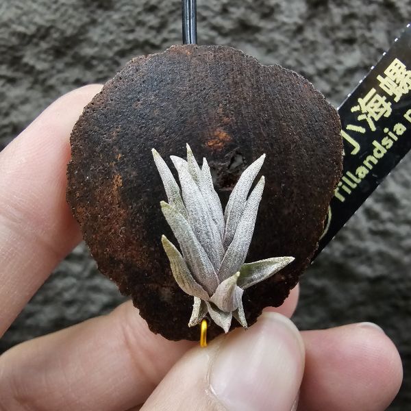 小海螺(帶一芽)/Tillandsia peiranoi(Argentina) 