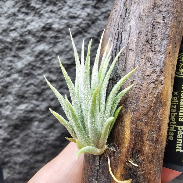 花生米×伊莉莎白(上木材，黃連木)/Tillandsia ionantha peanut × elizabethiae 