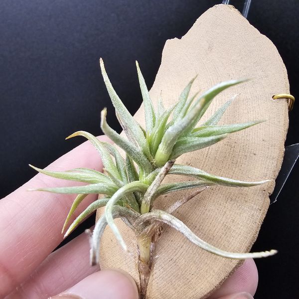 方洞(棕色花)/Tillandsia rectangula(Argentina)阿根廷、玻利維亞原生種！ 