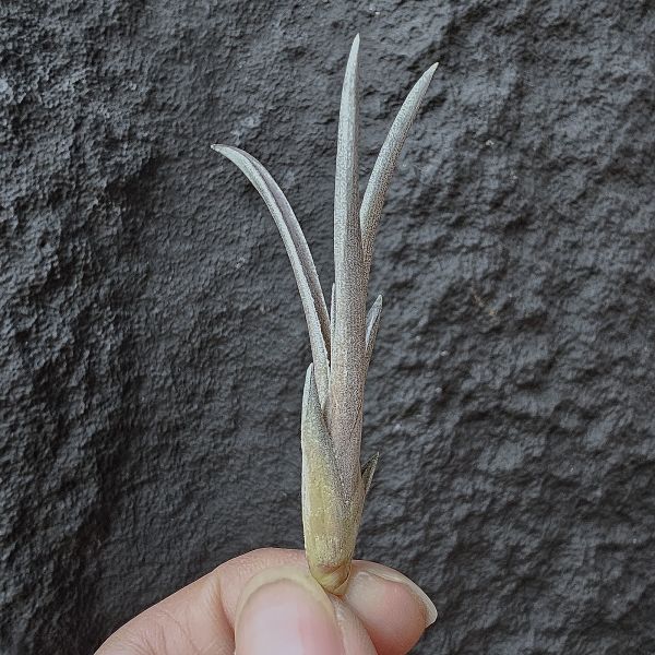 埃瑟里亞娜-長年顯色(巴拉圭原生小型種)/Tillandsia esseriana Rauh 