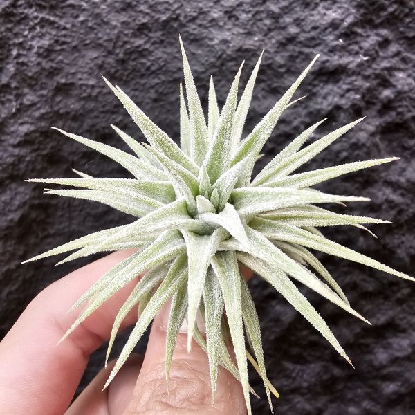 長莖 × Tinco of fire/Tillandsia ionantha v. van-hyningii × ionantha tinco of fire 