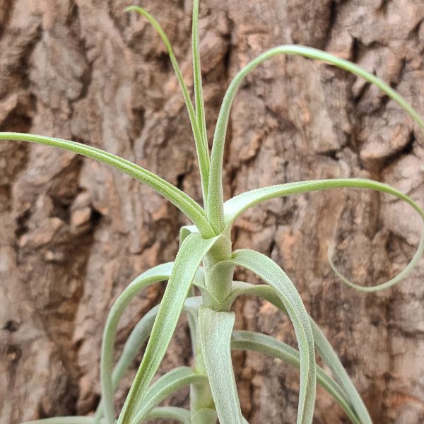 粗糠×雞毛撢子/Tillandsia Paleacea x Tectorum 