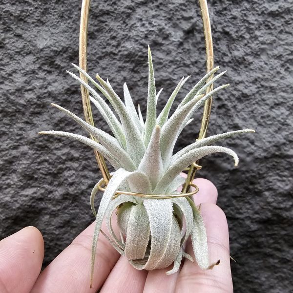 薄紗×多國/Tillandsia (gardneri × stricta)~從芽養到多葉尺寸，都需要時間~ 