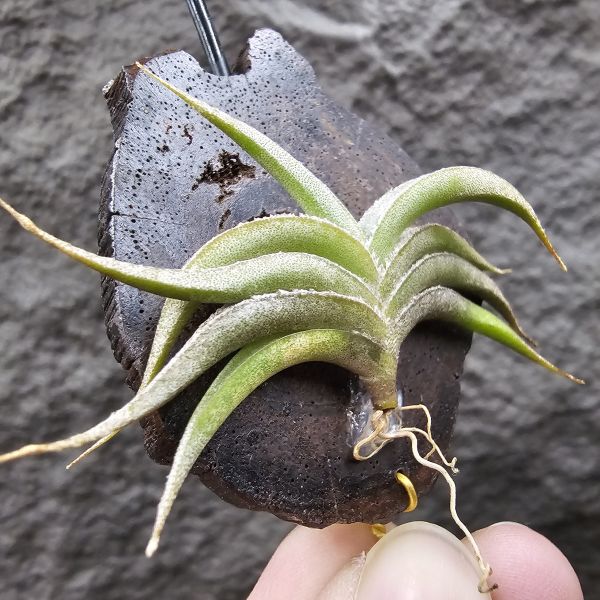 燕子minor/Tillandsia gilliessii forma minor 