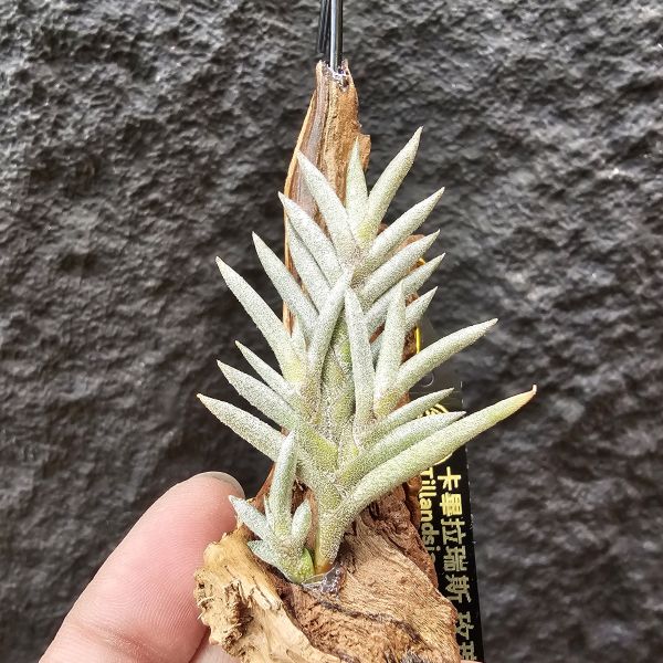 卡畢拉瑞斯(玫瑰)/Tillandsia capillaris rose flower 