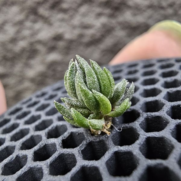 毛薩迦變×初戀(叢生帶三小芽)/Tillandsia zecheri v. zecheri × arequitae(UY)~野採毛薩迦變交烏拉圭原種初戀，是相當不容易的交種！圖四、五為親本參考 