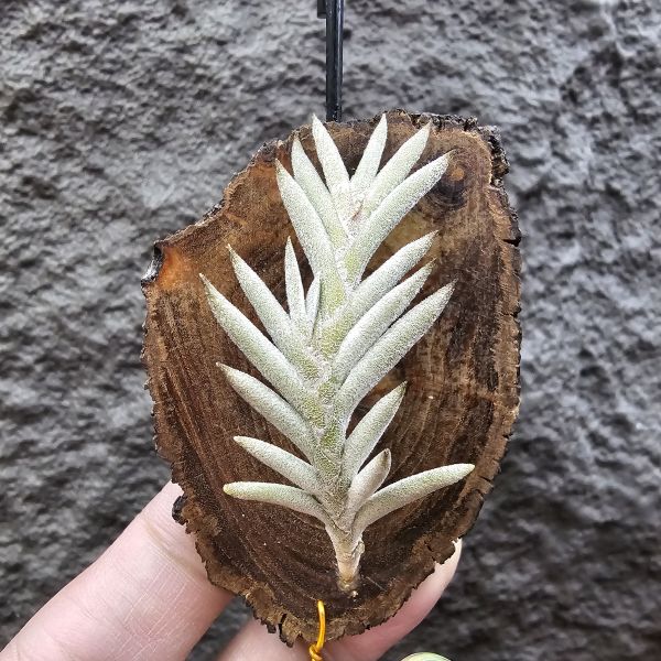 Tillandsia capillaris(Europe)~歐洲卡畢、植株不小未見過開花的型態。 