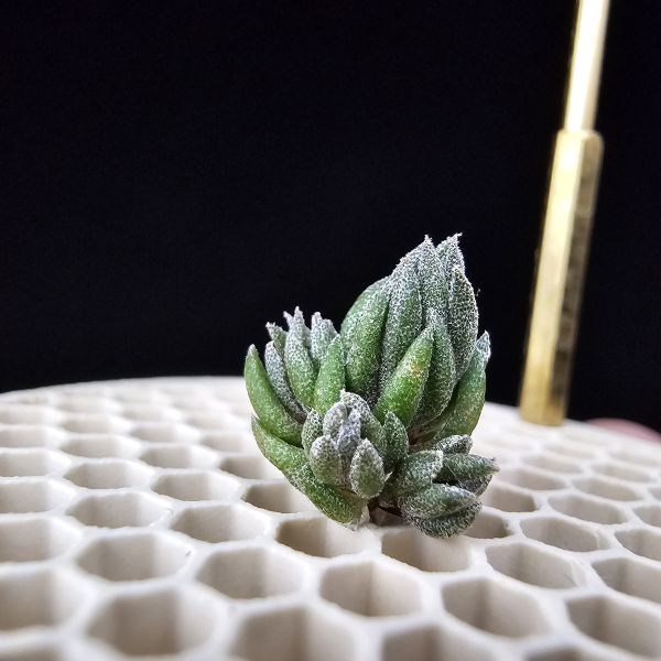 New~初戀(烏拉圭)×銀冰(母株1+6小芽)/Tillandsia arequitae(UY) × chiletensis~隨著植株成長會越來越白毛！ 