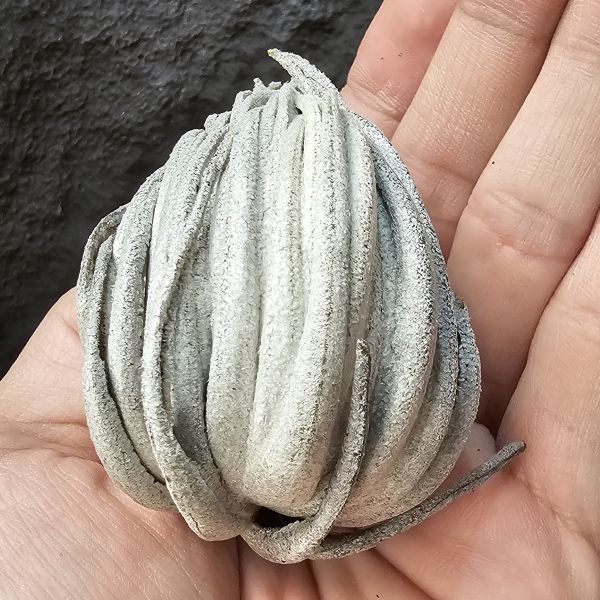 卡蜜拉/Tillandsia carminea(Brazil) 