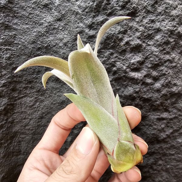 高原×女王頭/Tillandsia sphaerocephala × caput-medusae 