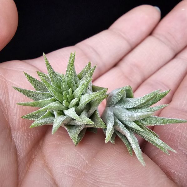 松果小精靈+天鵝絨小精靈/Tillandsia ionantha pinecone/Tillandsia ionantha Tall Velvet 