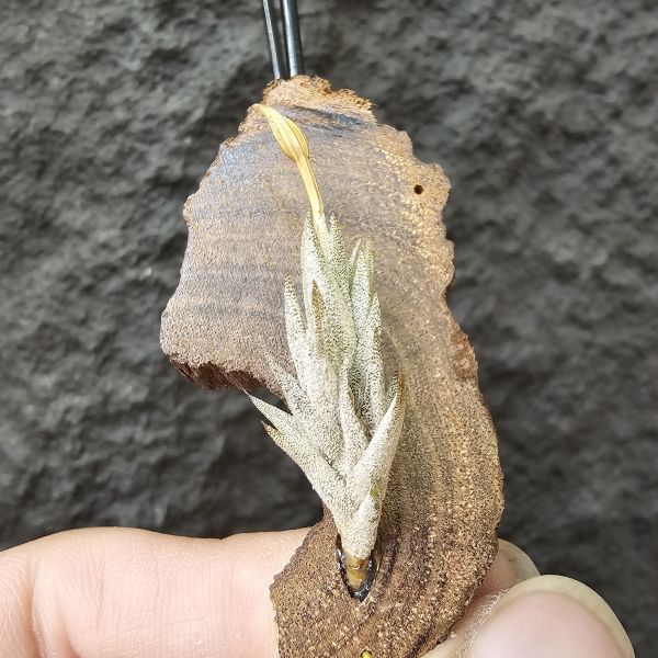 布雷爾利托西斯/Tillandsia brealitoensis 