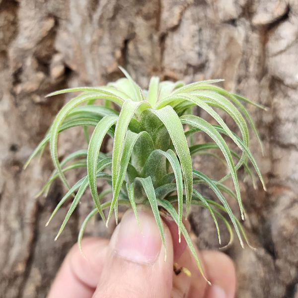 艾瑞克×全紅小精靈/Tillandsia Eric knobloch × Ionantha Rubra 