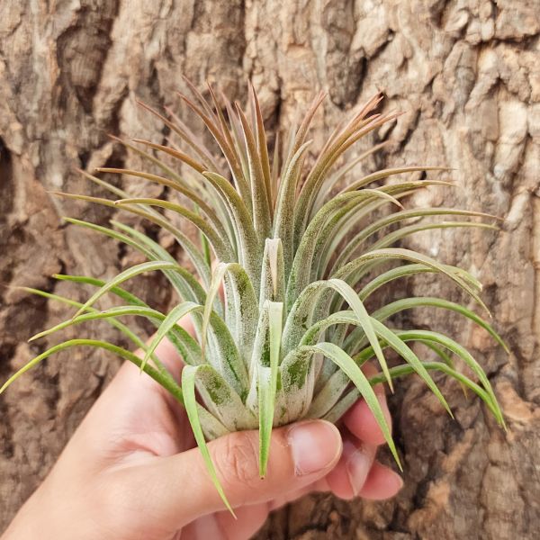 手榴彈小精靈/Tillandsia ionantha Guatemala form~圖二.圖三為花期婚姻色參考！ 