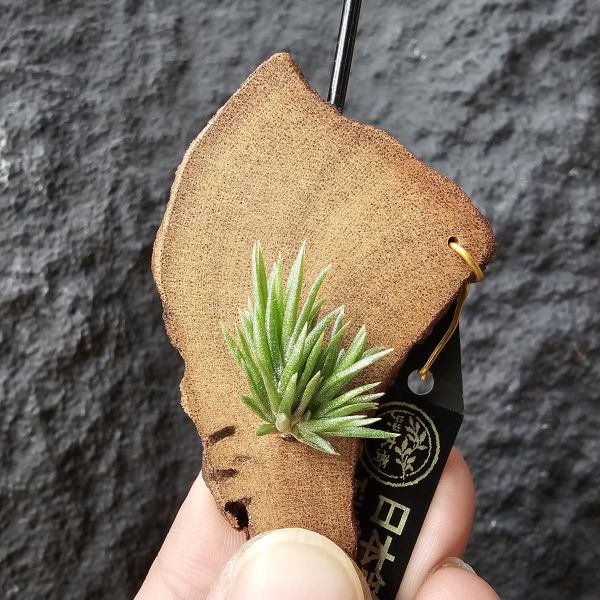 日本第一~小小型、易叢生/Tillandsia Neglecta 