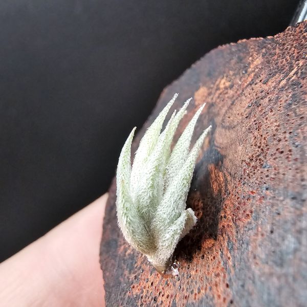 歐洲蘿莉/Tillandsia loliacea(Europe) 