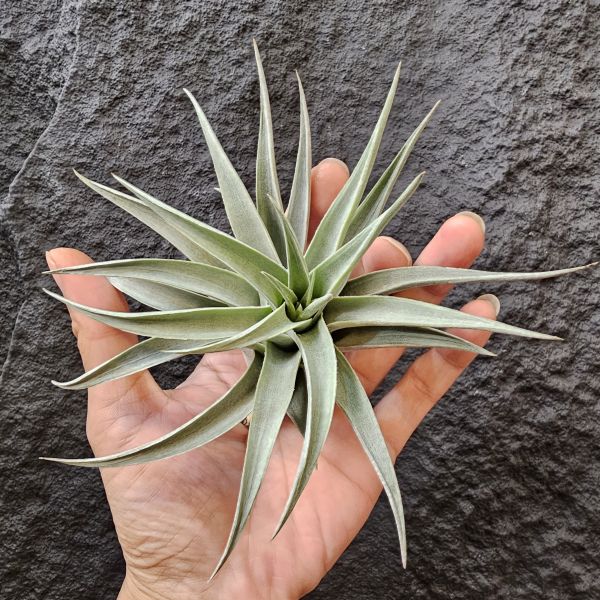 綠兔(歐洲)-正側芽、大芽/Tillandsia Edithae Green(Europe) 