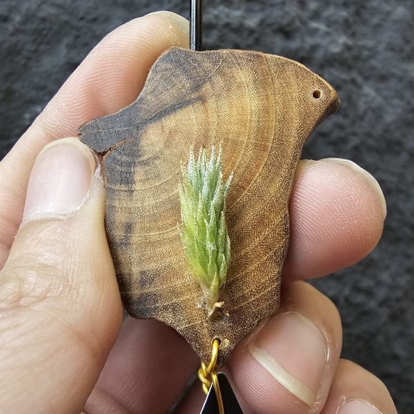 彈頭SP.-野採/Tillandsia pedicellata SP. (Argentina) 