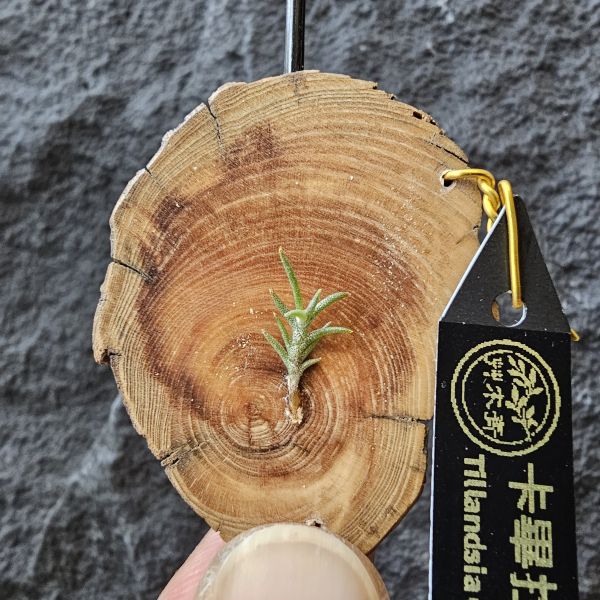 卡畢拉瑞斯-小型/Tillandsia Capillaris lottes 