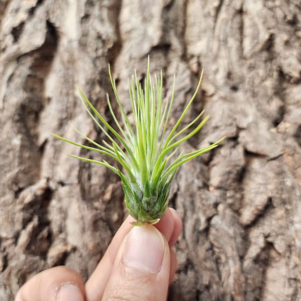 長莖紅寶石/Tillandsia Andreana Steam 