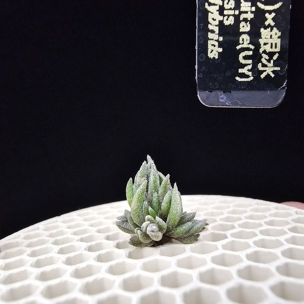 New~初戀(烏拉圭)×銀冰(母株1+6小芽)/Tillandsia arequitae(UY) × chiletensis~隨著植株成長會越來越白毛！ 