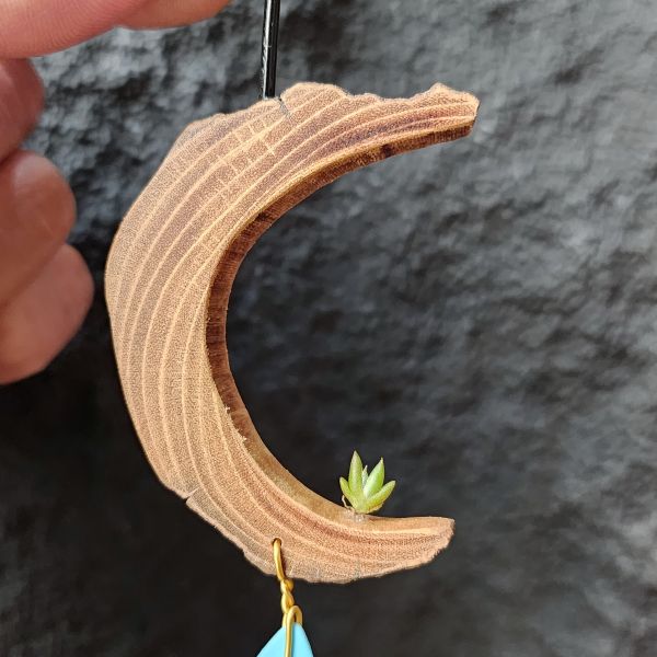 吉利/Tillandsia gilliesii forma major 
