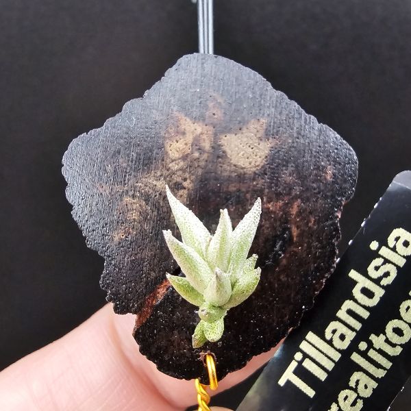 布雷爾利托西斯(M尺寸)/Tillandsia brealitoensis~重油耐用"降真木"板材! 