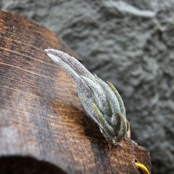 赤兔×正B燒(新品)/Tillandsia edithae × brachyphylla(Brazil)~From JoLi~這是一品不容易的交種！ 