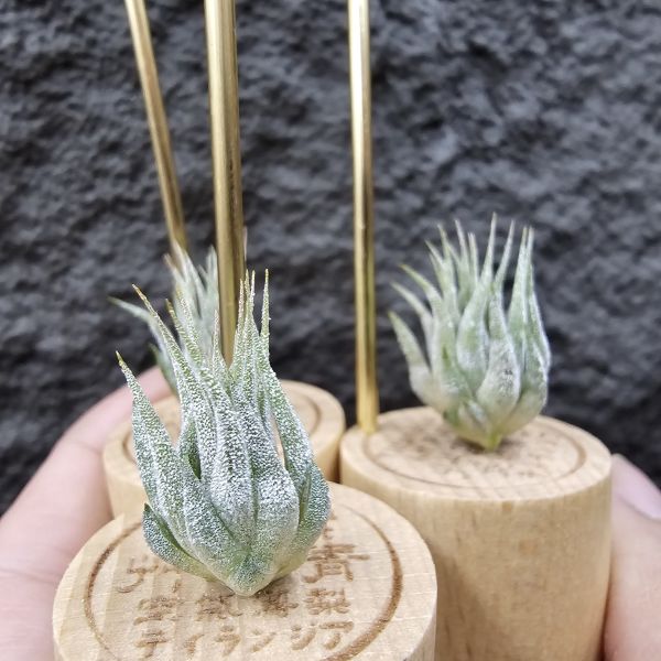 榛果小精靈(大型)不挑株/Tillandsia ionantha Hazelnut Giant~圖四母株開花參考 