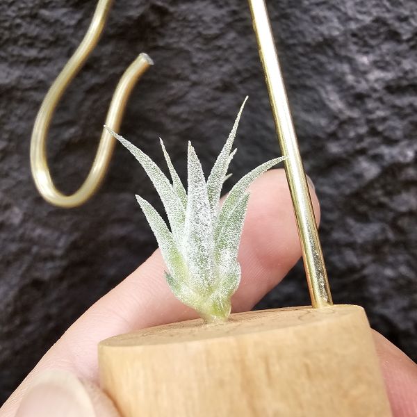 香檳×蜜桃小精靈(白花)/Tillandsia chiapensis × ionantha peach~雖成長會有香檳的顯色感 