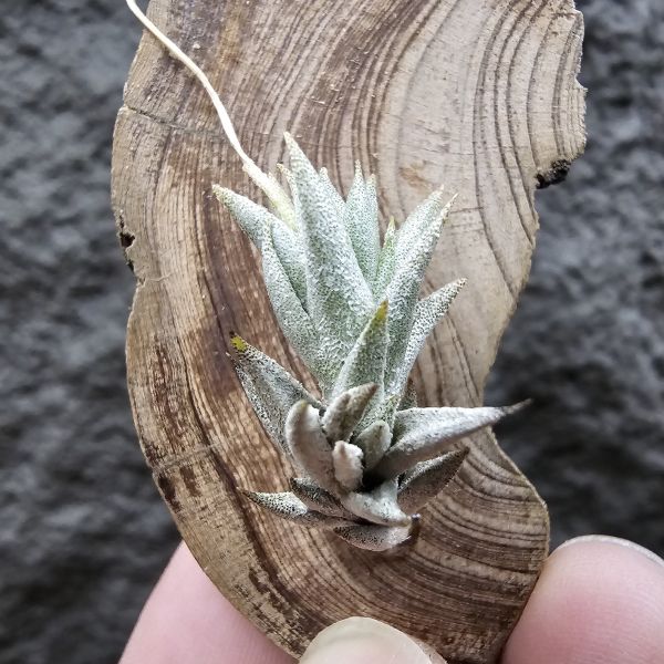 布雷爾(成株尺寸)/Tillandsia brealitoensis(Argentina) 