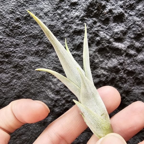 白天鵝/Tillandsia barfussii~肥肥的芽，一片葉尖稍斷，介意勿下單~ 