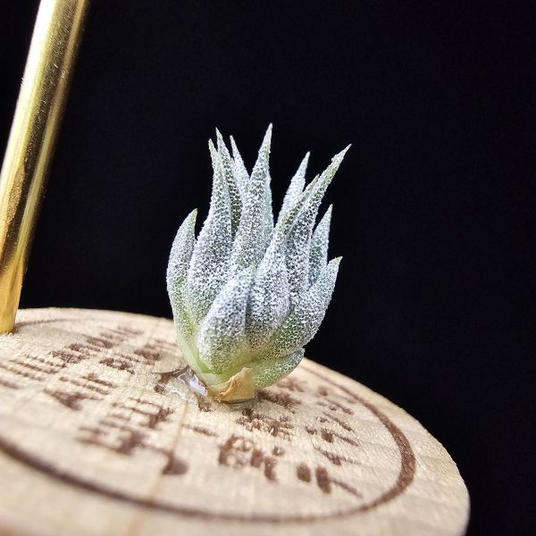 榛果精靈紫星/Tillandsia ionantha Hazelnut 'Stiff Purple Star' 