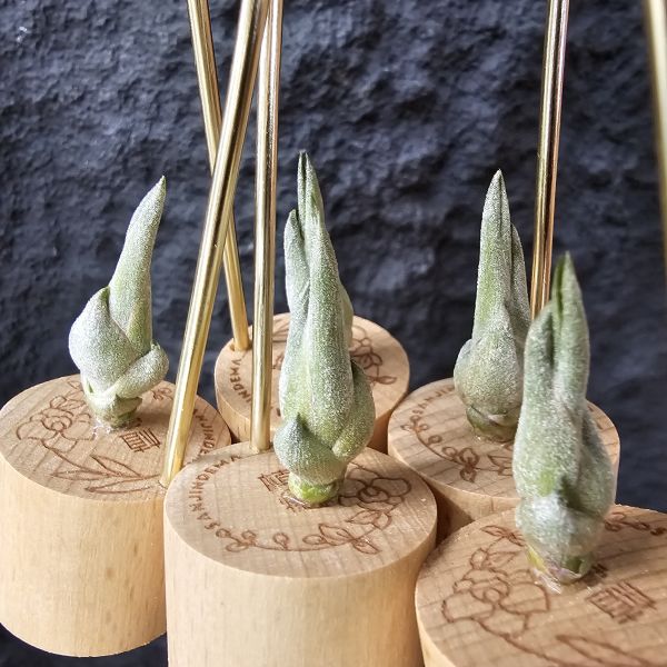 阿里扎・朱莉(台產芽、不挑株)/Tillandsia arhiza-juliae 