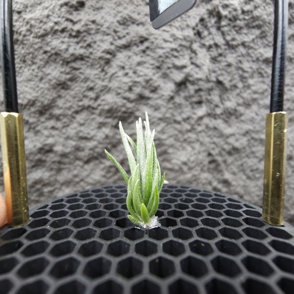 銀冰×迷你電捲/Tillandsia chiletensis × diguetii 