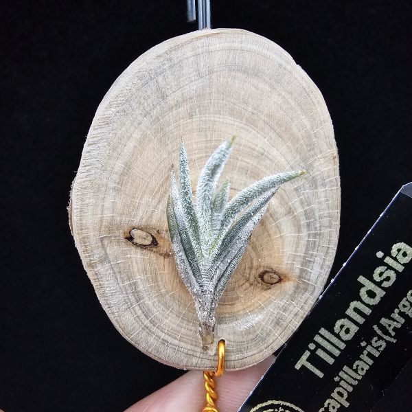 卡畢阿根廷/Tillandsia capillaris(Argentina) 