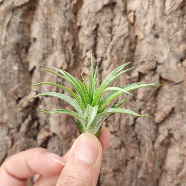 瑪丹娜×多國花/Tillandsia Montana × Stricta 