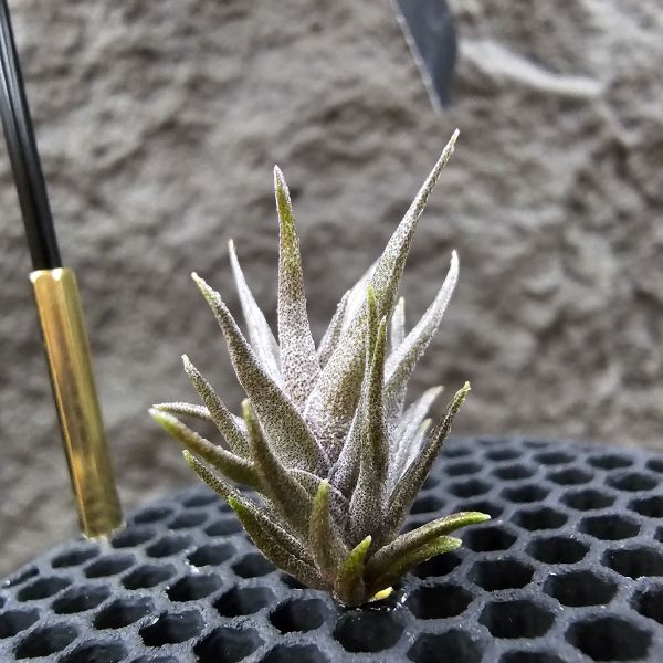黃花媳婦(xip)×紅電捲/Tillandsia xiphioides v. lutea × streptophylla Red#8262~xip為母本，卻又帶有紅電捲Q葉感與顯色的特性。 