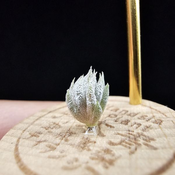 德K榛果×雨林AP(S)/Tillandsia ionantha haselnuss x ionantha Apretado(RFI) 