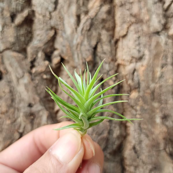 紫羅蘭-迷你/Tillandsia Aeranthos Minuet 