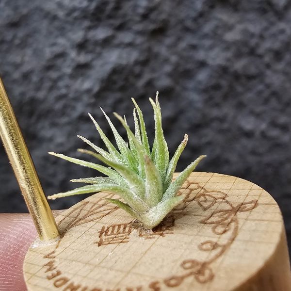 BC實生~會顯色(史蒂夫)/Tillandsia Bea Correale seedling(Steve) 