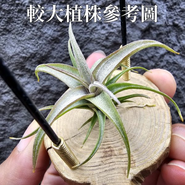 格塔 × RR(影月)不挑株/Tillandsia gerdae × Regal Rene~小型瓣狀花交管狀花不易，隨成長會有些格塔長莖的型態，RR則帶出了寬葉毛感以及顯色的特色，親本皆有葉片下包的特性，圖四五參考較大植株。 