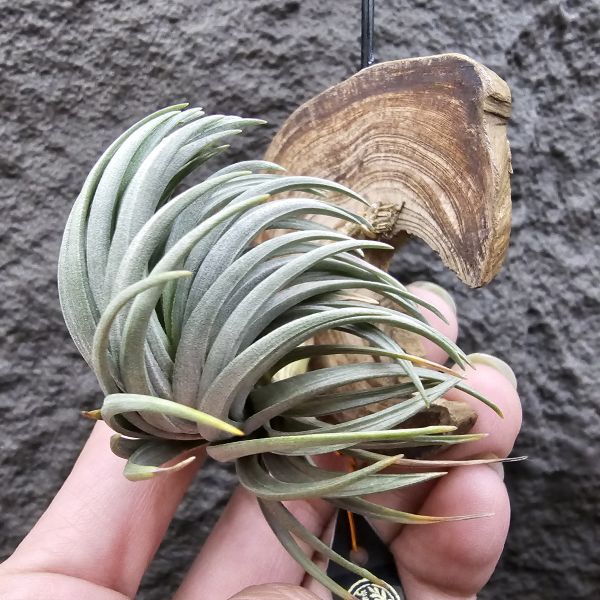 Tillandsia tenuifolia var. saxicola(M++尺寸)紫水晶變異型態較小型個體，與T.tenuifolia Bronze Tip很相似，以來源名稱為主，T.tenuifolia的個體也相當多變，實際上有無個體差異也不好判別，此品未曾見開花過！側上木會呈勾勾的型態相當漂亮！ 