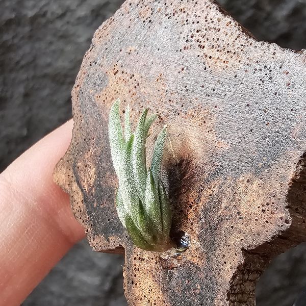銀冰×歐洲xip/Tillandsia chiletensis × xiphioides(Europe) 