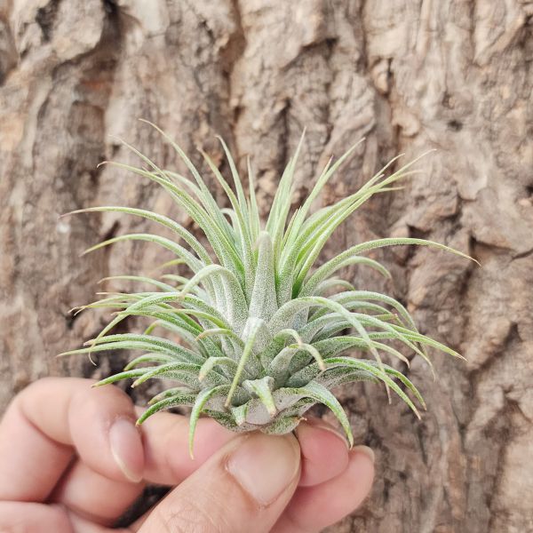 雪球小精靈(TI)/Tillandsia ionantha Snowball~限量請詢問庫存~ 